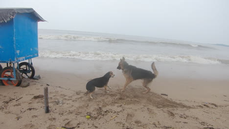 Deutscher-Schäferhund-Geht-Am-Strand-Spazieren-Und-Trifft-Eine-Streunende-Hündin