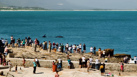 Turistas-En-Rocas-En-Hermanus-Viendo-Ballenas-Retozando-Cerca-De-La-Costa