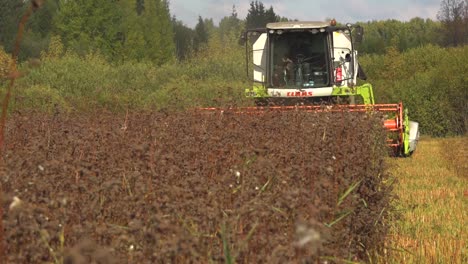 A-combine-harvester-harvests-buckwheat-from-a-meadow