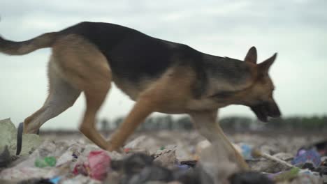 Primer-Plano-De-Un-Perro-Cruzando-Un-Vertedero-Lleno-De-Desechos