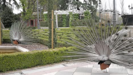 Two-peacock-during-courtship-display-at-Retiro-Park,-Madrid,-Spain