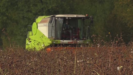 A-combine-harvester-harvests-buckwheat-from-a-meadow