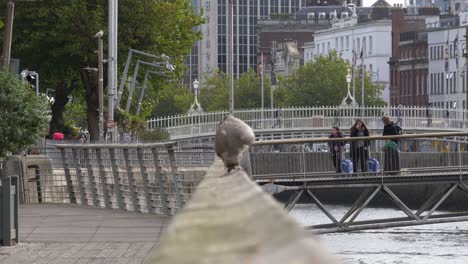 Hockende-Möwe-Auf-Der-Promenade-Mit-Neu-Ankommenden-Touristen-Auf-Der-Brücke-In-Der-Stadt-Dublin,-Irland