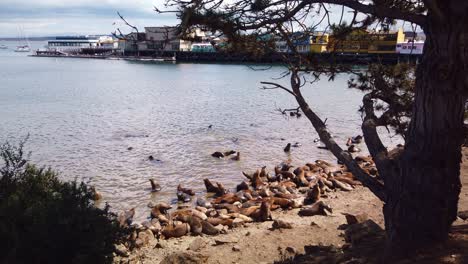 Toma-Panorámica-De-Cardán-De-Un-Grupo-De-Leones-Marinos-Jugando-Y-Aleteando-En-El-Océano-En-Monterey,-California