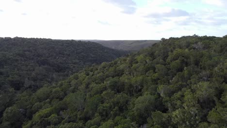 Pfanne-Des-Einheimischen-Tsitsikama-Waldes-Mit-Yellowwood-Bäumen