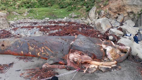 Vista-Aérea-De-Un-Biólogo-Marino-Que-Inspecciona-El-Cadáver-De-Una-Ballena-Varada-Y-Se-Desliza-Sobre-El-Hueso