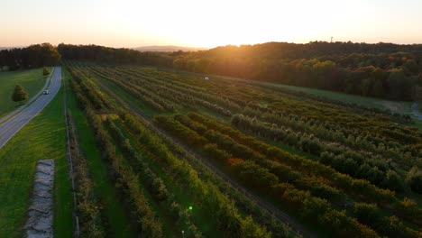 Aerial-of-well-maintained-manicured-fruit-tree-orchard-in-USA