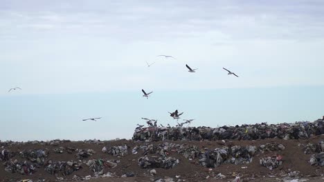 Gaviotas-Sobrevolando-Un-Vertedero.-Vista-Amplia,-Cámara-Lenta,-Cámara-En-Mano