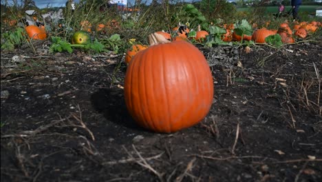 Close-view-of-a-pumpkin,-United-Kingdom