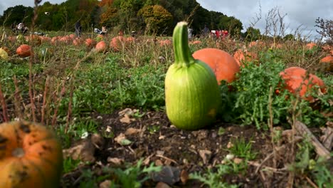 Verschiedene-Farben-Von-Kürbissen-Innerhalb-Der-&quot;pop-up-farm&quot;,-St-Albans,-Vereinigtes-Königreich