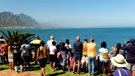 Los-Turistas-En-El-Mirador-De-Hermanus-Observan-Las-Ballenas-Juguetear-Cerca-De-La-Orilla