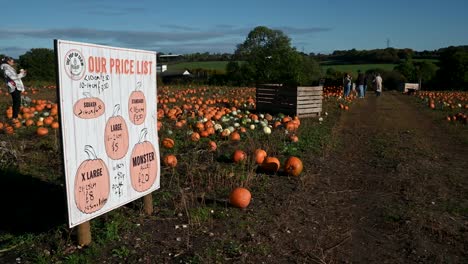 Mira-Los-Precios-De-Las-Calabazas