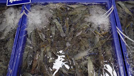 A-close-up-shot-of-a-tank-of-filled-with-live-giant-river-prawns-for-sale-in-a-Thailand-seafood-wet-market