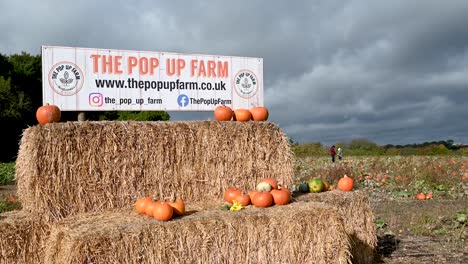 Leute,-Die-Kürbisse-In-Der-Pop-up-Farm-Sammeln