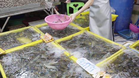 Un-Primer-Plano-De-Un-Comerciante-De-Mariscos-Recogiendo-Langostinos-De-Río-Gigantes-Vivos-Para-Un-Cliente-En-Tailandia