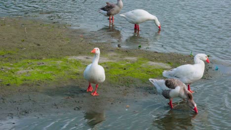 Wild-bird-drinking-water,-and-cleaning