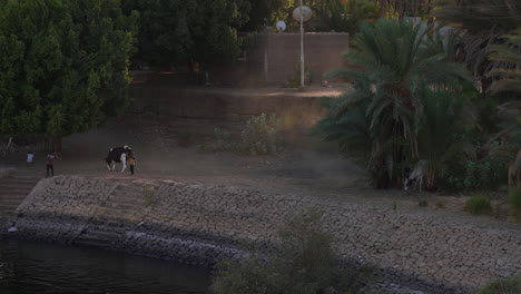 Río-Nilo-En-Egipto-Navegando-Con-Niños-Locales-Jugando-En-La-Granja-Con-Vacas,-Antigua-Civilización-Antigua