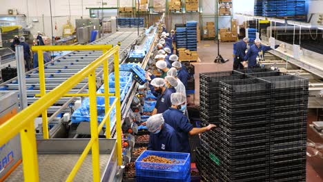 Medjool-Dates-factory-workers-fill-stacked-plastic-trays,-profile-static-view