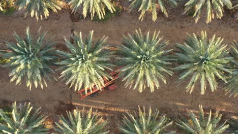 Palmeras-Datileras-Medjool-Bordeadas-Y-Arboledas-Verdes-Del-Valle-Del-Jordan,-Alejar-La-Antena