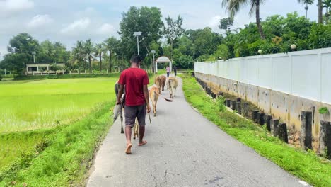 Pov-Caminando-Detrás-De-Granjero-De-Bangladesh-Pastoreando-Vacas-A-Lo-Largo-Del-Pavimento-Junto-Al-Campo-De-Arroz-En-Sylhet