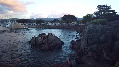 Gimbal-panning-wide-shot-of-many-sea-lions-playing-in-the-water-and-on-rocks-at-the-Old-Fisherman's-Wharf-in-Monterey,-California-at-sunset