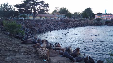 Gimbal-Amplia-Toma-Panorámica-De-Muchos-Leones-Marinos-A-Lo-Largo-De-La-Costa-En-El-Puerto-Deportivo-De-Monterey,-California-Al-Atardecer