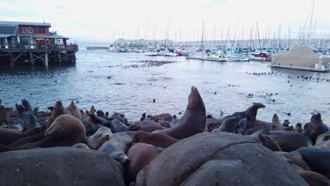 La-Plataforma-Rodante-De-Cardán-Disparó-A-Través-De-Numerosos-Leones-Marinos-Tendidos-A-Lo-Largo-De-La-Costa-En-El-Puerto-Deportivo-De-Monterey,-California