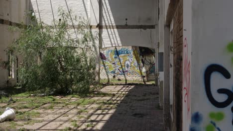 Dolly-shot-in-desolate-building-reveals-graffiti-walls-and-tree-inside