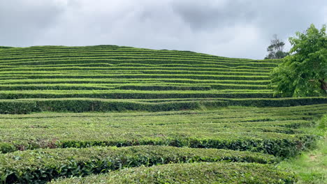 Trabajadores-De-Las-Plantaciones-De-Té-Que-Regresan-Después-De-Cosechar-Hojas-En-Las-Azores.