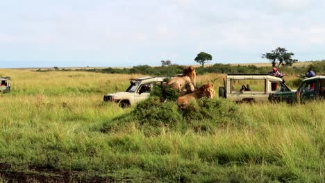 Löwen,-Die-Auf-Einem-Kleinen-Hügel-Liegen,-Während-Touristen-Von-Einem-4x4-auto-Aus-Zusehen,-Afrikanische-Safari