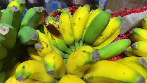 Cockroach-Seen-Walking-Across-Pile-Of-Cardamom-Bananas-In-Dhaka,-Bangladesh