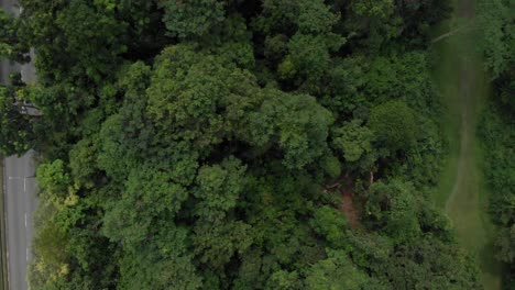 4K-Drone-Green-Forest-Corridor-Flyover