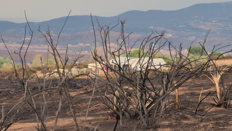 Burned-bush---the-aftermath-of-a-terrifying-fire-in-the-mountains