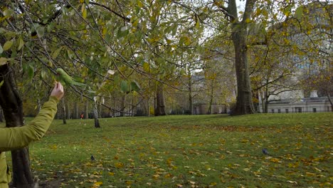 Aufnahme-Eines-Rosensittichs-Oder-Eines-Indischen-Ringhalspapageis,-Der-Abends-Vom-Baum-Herunterkommt,-Um-Nüsse-Aus-Den-Händen-Eines-Einheimischen-In-Einem-Garten-Zu-Essen