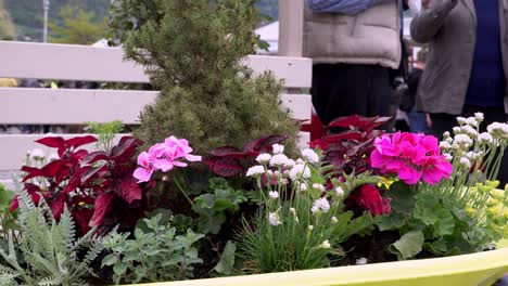 Flores-En-Exhibición-En-El-Mercado-Anual-De-Flores-En-Meran---Merano,-Tirol-Del-Sur,-Italia