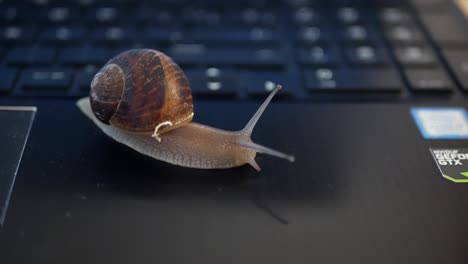 Schnecke-Bewegt-Sich-Durch-Einen-Laptop