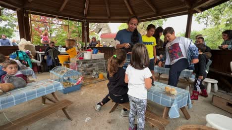 Niños-En-La-Granja-Comunitaria-Educativa-Jugando-Y-Alimentando-Animales-Domésticos-Como-Conejos,-Pollitos-Y-Conejillos-De-Indias