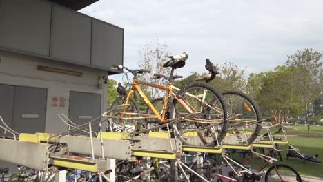 Palomas-Perdidas-Que-Se-Posan-Y-Defecan-En-Bicicletas-Sucias-Y-Abandonadas