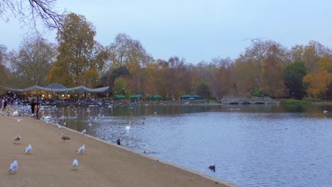 Escena-De-La-Vida-Silvestre-Con-Aves-Acuáticas-Escalofriantes-En-El-Hyde-Park-En-Londres,-Inglaterra,-Reino-Unido