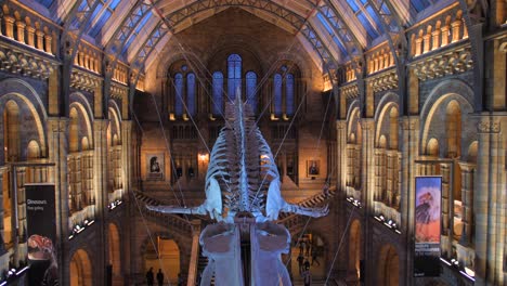 Hintze-Halle-Im-Natural-History-Museum-In-London,-Großbritannien,-Mit-Blauwalskelett,-Das-Von-Der-Decke-Hängt