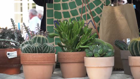 Cactus-En-Exhibición-En-El-Mercado-Anual-De-Flores