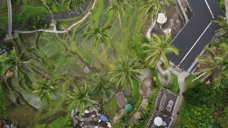 AERIAL:-Beautiful-drone-shot-of-the-famous-rice-terrace-at-Alas-harum