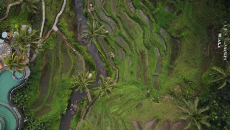 AERIAL:-Top-down-drone-shot-of-a-rice-terrace-in-Bali