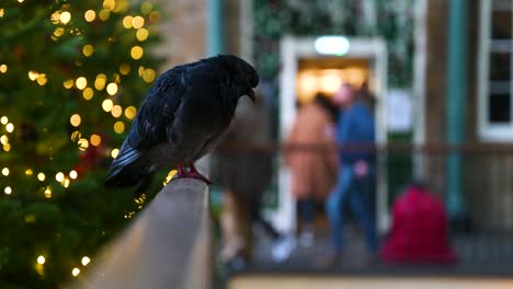 Una-Paloma-En-Navidad-Dentro-De-Covent-Garden,-Londres,-Reino-Unido