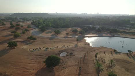 Aerial-shot-of-the-open-animal-area-of-Ramat-Gan-Safari---hippos,-Wildebeest-and-a-zebras-#005