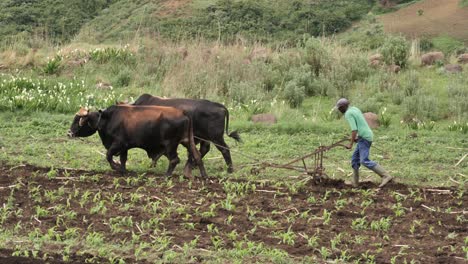 Granjero-Africano-Con-Equipo-De-Bueyes-Tira-De-Arado-Manual-A-Través-Del-Campo-De-Maíz