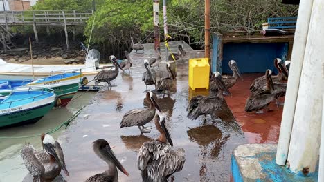 Mercado-De-Pescado-De-Santa-Cruz-Con-Muchos-Pelícanos-Marrones-Hambrientos-Esperando-Sobras-En-Galápagos,-Ecuador