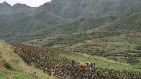 Afrikanische-Landwirte-Verwenden-Handpflug-Und-Viehteam,-Um-Auf-Dem-Feld-Zu-Pflügen