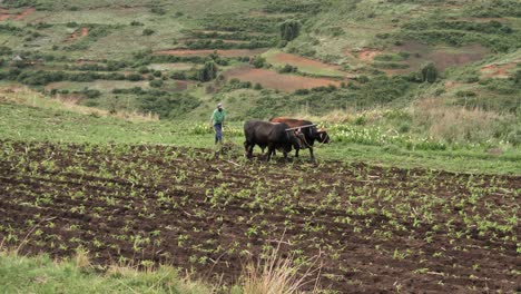 Granjero-Africano-Trabaja-Suelo-De-Campo-Con-Arado-Manual-Detrás-De-Yunta-De-Bueyes