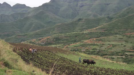 Los-Equipos-De-Granja-De-Bueyes-Tiran-De-Los-Arados-A-Través-Del-Campo-De-Cultivo-De-La-Ladera-De-La-Montaña